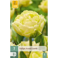 Blumenzwiebel Tulpe Avan Garde 7 Stück JUB