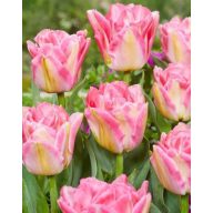 Blumenzwiebel Tulpe Pink Delight 7 Stück JUB