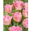 Blumenzwiebel Tulpe Pink Delight 7 Stück JUB