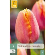 Blumenzwiebel Tulpe Apricot Favourite 7 Stück JUB