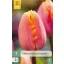 Blumenzwiebel Tulpe Apricot Favourite 7 Stück JUB
