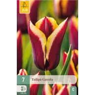 Blumenzwiebel Tulpe Gavota 7 Stück JUB