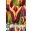 Blumenzwiebel Tulpe Gavota 7 Stück JUB