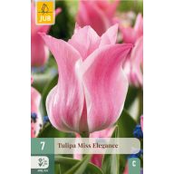 Blumenzwiebel Tulpe Miss Elegeance 7 Stück JUB