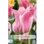 Blumenzwiebel Tulpe Miss Elegeance 7 Stück JUB