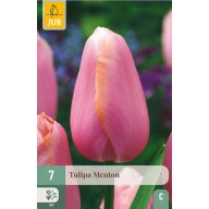 Blumenzwiebel Tulpe Menton 7 Stück JUB
