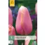 Blumenzwiebel Tulpe Menton 7 Stück JUB