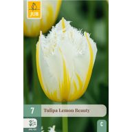 Blumenzwiebel Tulpe Lemon Beauty 7 Stück JUB