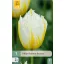 Blumenzwiebel Tulpe Lemon Beauty 7 Stück JUB