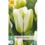 Blumenzwiebel Tulpe Green Spirit 7 Stück JUB