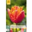 Blumenzwiebel Tulpe Amazing Parrot 7 Stück JUB