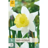 Zwiebel Narzisse Melyor 5 Stück JUB