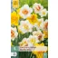 Zwiebel Narzisse Dubbel/Double Mix 5 Stück JUB
