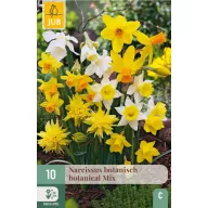 Blumenzwiebeln Narzisse Botanical Mix 10 Stück