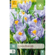 Blumenzwiebeln Kokosnuss Pickwick 10 Stück JUB