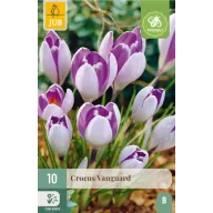 Blumenzwiebeln Krókusz Vanguard 10 Stück JUB