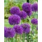 Blumenzwiebel Zierzwiebel Purple Sensation 5 Stück