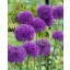 Blumenzwiebel Zierzwiebel Purple Sensation 5 Stück