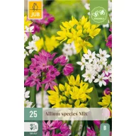 Blumenzwiebeln Zierzwiebelarten Mix 25 Stück JUB
