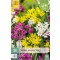 Blumenzwiebeln Zierzwiebelarten Mix 25 Stück JUB
