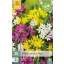 Blumenzwiebeln Zierzwiebelarten Mix 25 Stück JUB