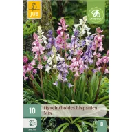   Blumenzwiebel Spanische Blauglocke Hispanica Mix 10 Stück JUB