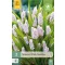 Virághagyma Gyöngyike (Muscari) Pink Sunrise 3 db JUB