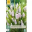 Virághagyma Gyöngyike (Muscari) Pink Sunrise 3 db JUB