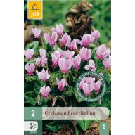 Virághagyma Ciklámen (Cyclamen hederifolium) 2 db JUB
