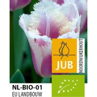 Virághagyma BIO Tulipán Siesta 7 db JUB