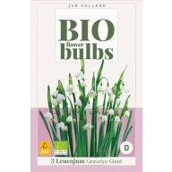   Virághagyma BIO Nyári tőzike (Leucojum) Gravetye Giant 3 db JUB