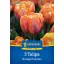 Blumenzwiebel Tulpe Orange Princess 5 Stück Kiepenkerl