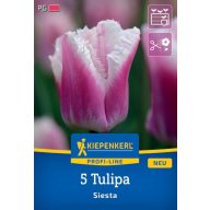 Blumenzwiebel Tulpe Siesta Kiepenkerl 5 Stück