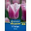 Blumenzwiebel Tulpe Siesta Kiepenkerl 5 Stück