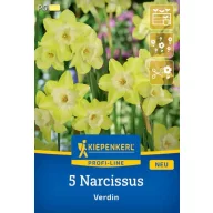 Zwiebel Narzisse Verdin Kiepenkerl 5 Stück