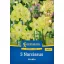 Zwiebel Narzisse Verdin Kiepenkerl 5 Stück