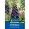 Blumenzwiebel Fritillaria Purple Favourite Kiepenkerl 1 Stück