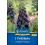 Blumenzwiebel Fritillaria Purple Favourite Kiepenkerl 1 Stück