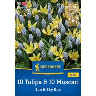   Blumenzwiebel Mix 10 Tulpen & 10 Muscari Sonne und Himmel Duo Kiepenkerl 20 Stück