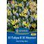 Blumenzwiebel Mix 10 Tulpen & 10 Muscari Sonne und Himmel Duo Kiepenkerl 20 Stück