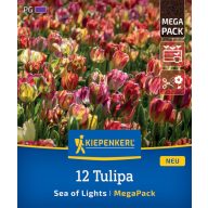 Zwiebel Tulpe Lichtermeer Megapack Kiepenkerl 12 Stück