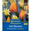 Zwiebel Tulpe-Tulpenmischung Soft Blossom Megapack Kiepenkerl 25 Stück
