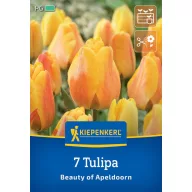Blumenzwiebel Tulpe Beauty of Apeldoorn Kiepenkerl 7 Stück