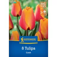 Blumenzwiebel Tulpe Cash Kiepenkerl 8 Stück