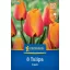 Blumenzwiebel Tulpe Cash Kiepenkerl 8 Stück