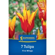 Blumenzwiebeln Tulpe Fire Wings Kiepenkerl 7 Stück