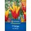 Blumenzwiebeln Tulpe Fire Wings Kiepenkerl 7 Stück