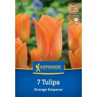 Blumenzwiebel Tulpe Orange Emperor Kiepenkerl 7 Stück