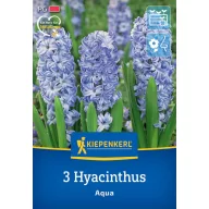 Blumenzwiebeln Jasmin Aqua Kiepenkerl 3 Stück