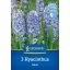 Blumenzwiebeln Jasmin Aqua Kiepenkerl 3 Stück